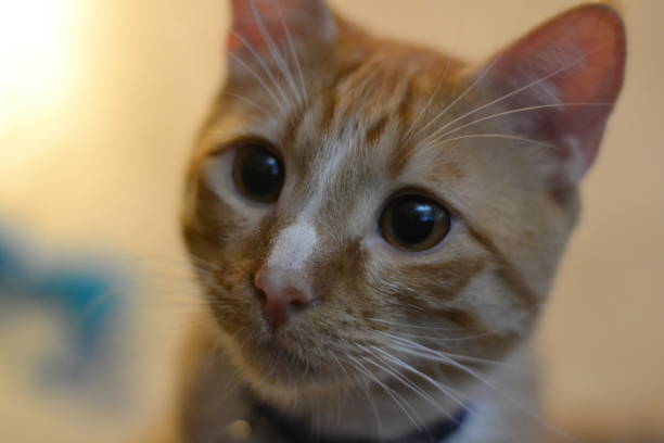 istock Closeup of Cat's Face 1167985868