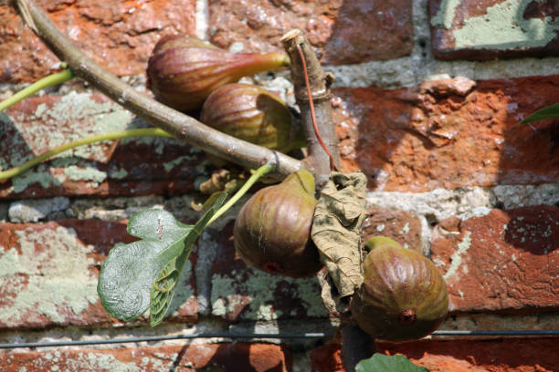 Figs, Ficus carica, ripening against a red brick wall with a few fig leaves