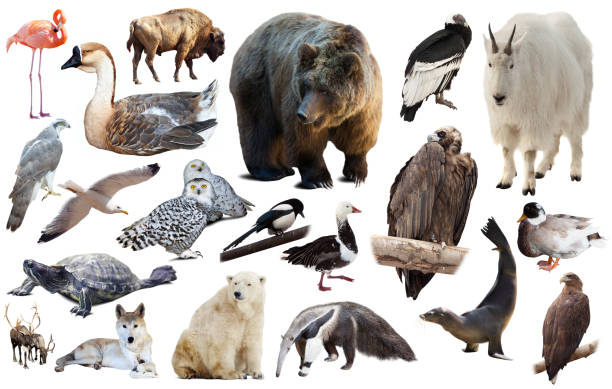 istock american animals isolated on white 1167987623