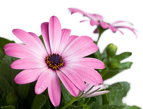 Osteospermum or Cape Daisy, a native to South Africa that loves a sunny position. In aRGB color for beautiful prints.