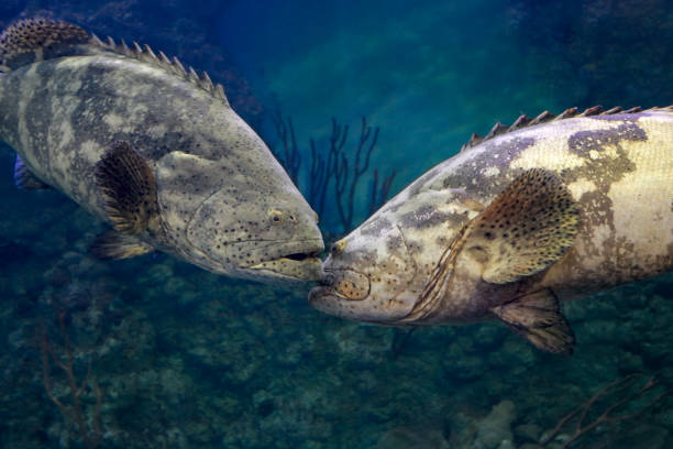 Goliath grouper (Epinephelus itajara). Two big fishes Goliath grouper (Epinephelus itajara). Two big fishes met fish with big lips stock pictures, royalty-free photos & images