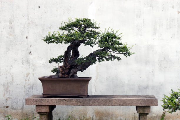 istock Giardino di Yu Yuan - Bonzai 1167991223