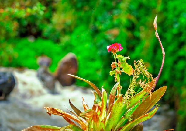 Geranium of Papallacta, is a humid area of Ecuador, with a great variety of flora and fauna, Papallacta is also an area for international eco tourism.