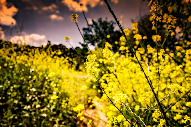 Selective focus on mustard flower in mustard field.