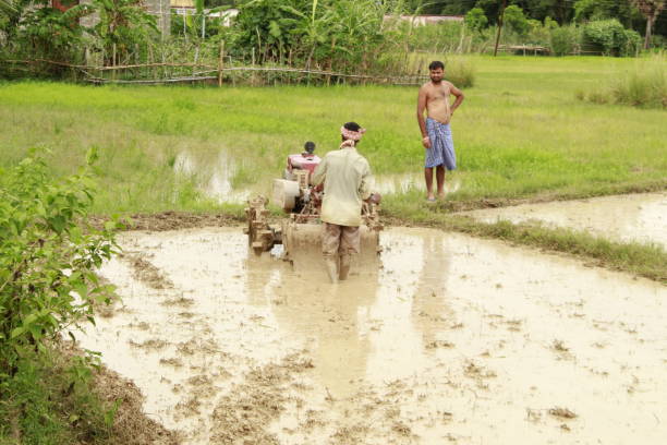 India, Odisha, August 04 2019. Indian Farmer who operating Power tiller on Field.
