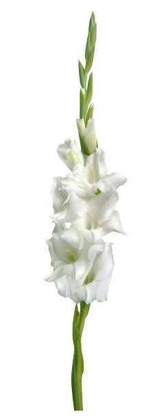 mieczyk. biały kwiat. odizolowany. płatki. zielony. - gladiolus flower beauty in nature white background stock illustrations