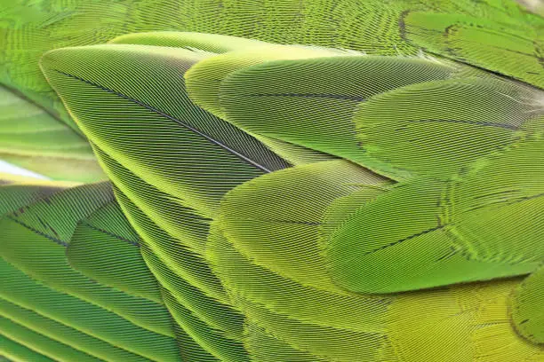 Photo of Beautiful parrot feathers background, Nature background and texture