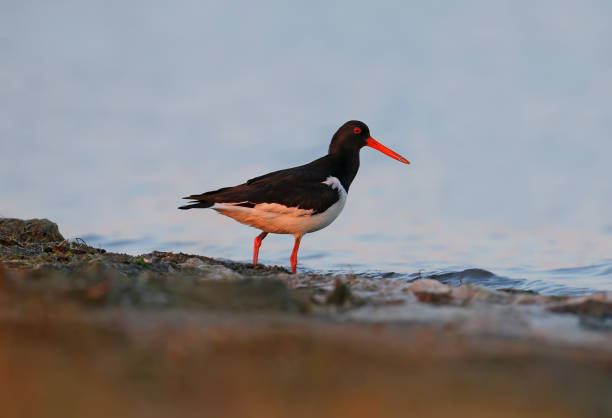 Migrating guest Eurasian oystercatcher (Haematopus ostralegus) close-up shot on the estuary on a background of blue water. Bright red beak and eyes look unusual and exotic isles of scilly stock pictures, royalty-free photos & images