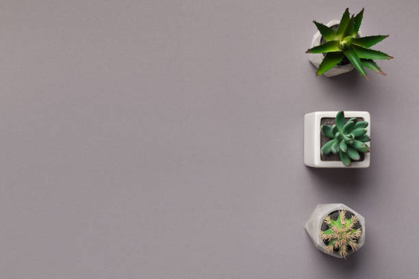 istock Succulent and cacti plants in pots on grey background 1167994641