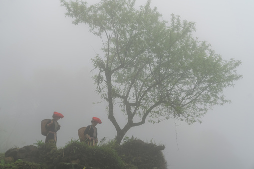 Vietnamese ethnic minority Red Dao women in traditional dress and basket on back with a tree in misty forest in Lao Cai, Vietnam
