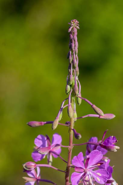 istock Plant with purple blossoms 1167998634