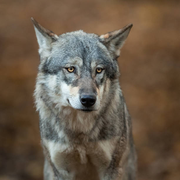 istock Portrait of grey wolf in the forest 1167998731