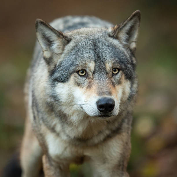 istock Portrait of grey wolf in the forest 1167998885