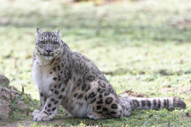 istock Snow panther in the forest 1167998888