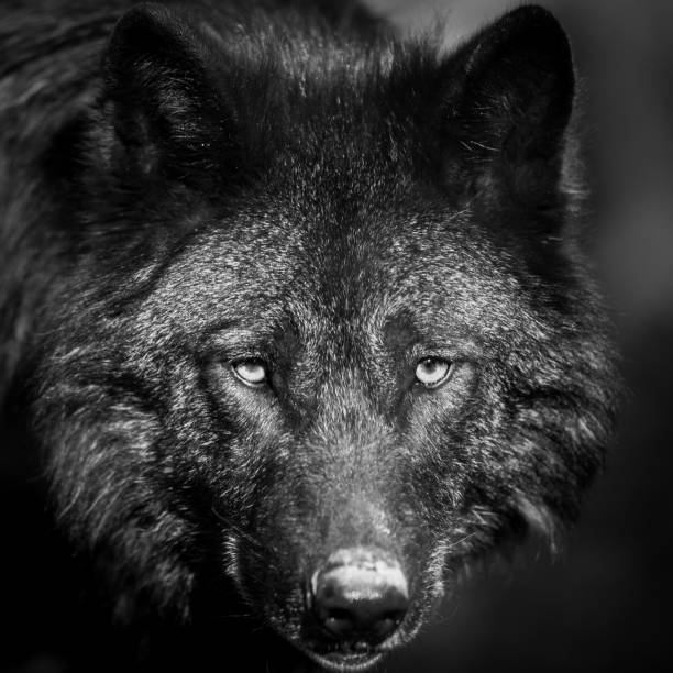 istock Portrait of black wolf in the forest 1167998890
