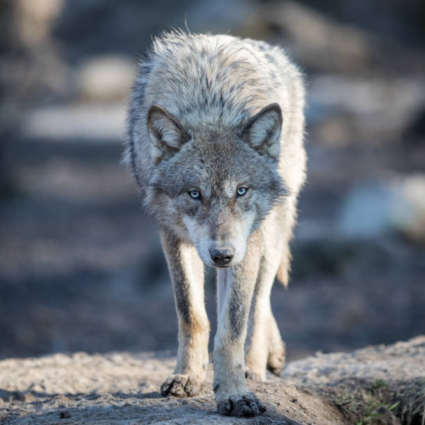 istock Portrait of grey wolf in the forest 1167999670