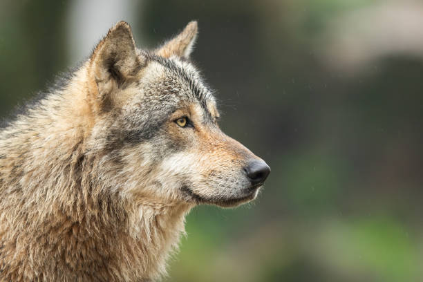 istock Portrait of grey wolf in the forest 1167999902