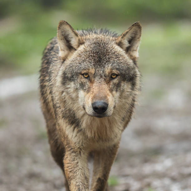 istock Portrait of grey wolf in the forest 1168000036