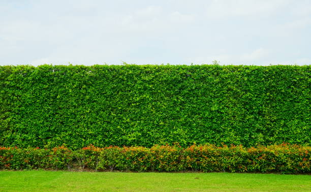 istock Long green fence hedge from green 1168000102