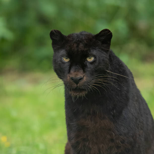 istock Portrait of black panther 1168000105