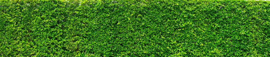 Leaf, Plant, Fence, Bush, Hedge