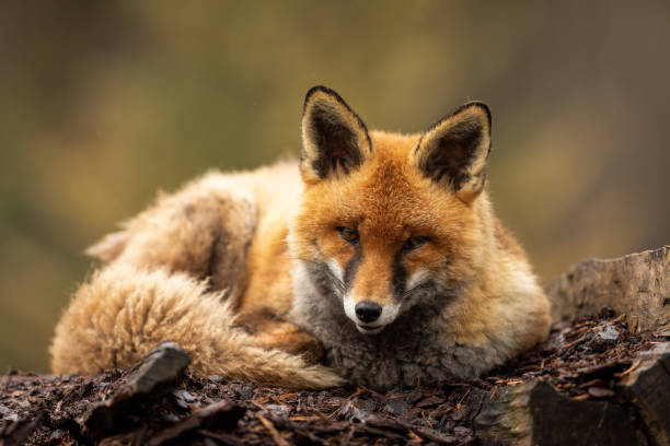 istock Portrait of red sleeping fox in the forest 1168000265