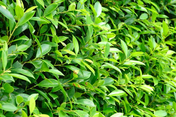 wall form tree green leaves - formal garden tropical climate park plant imagens e fotografias de stock