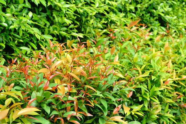 istock Red leaves of christina tree 1168000350