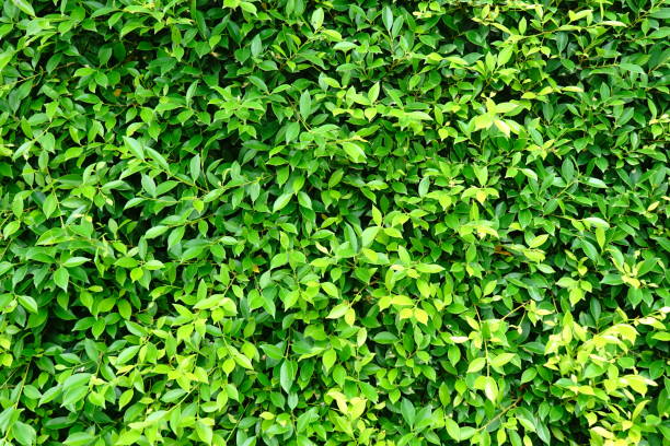 wall form tree green leaves - formal garden tropical climate park plant imagens e fotografias de stock