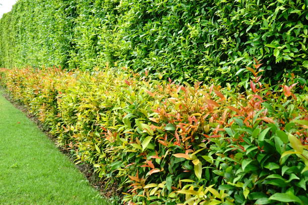 istock Red leaves of christina tree 1168000430