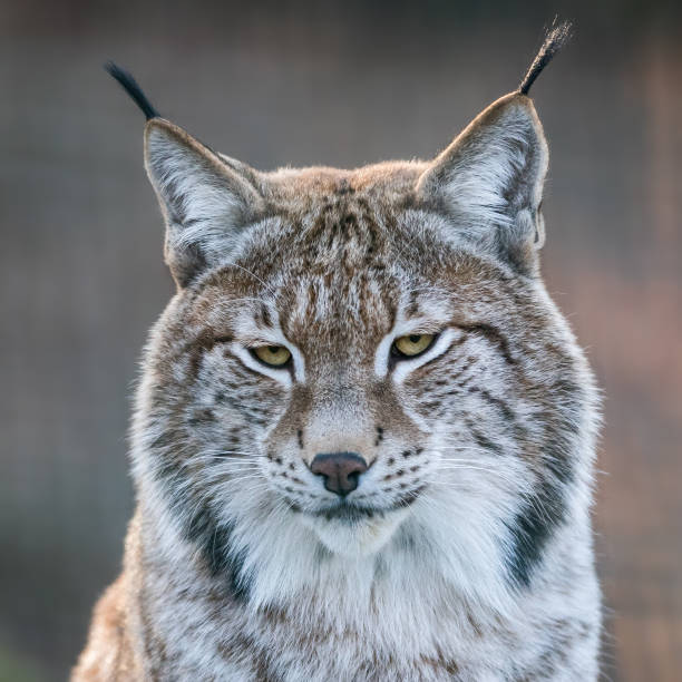 istock Portrait of lynx in the forest 1168000433