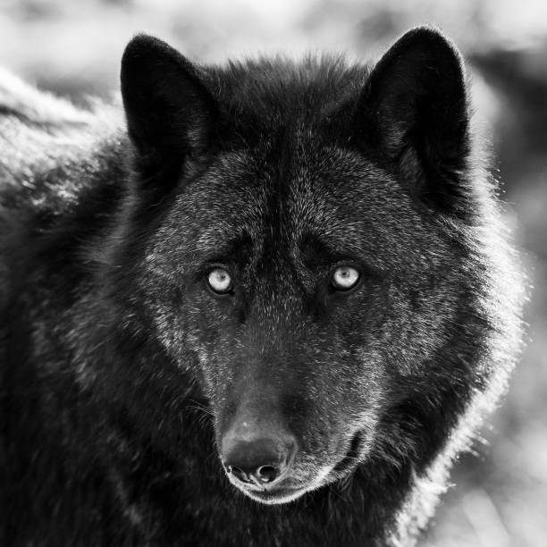istock Portrait of black wolf in the forest 1168000436