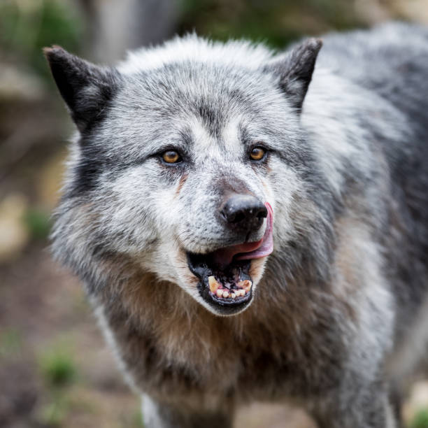 istock Portrait of black wolf in the forest 1168000467