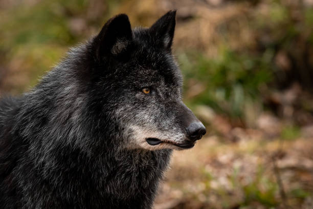 istock Portrait of black wolf in the forest 1168000485