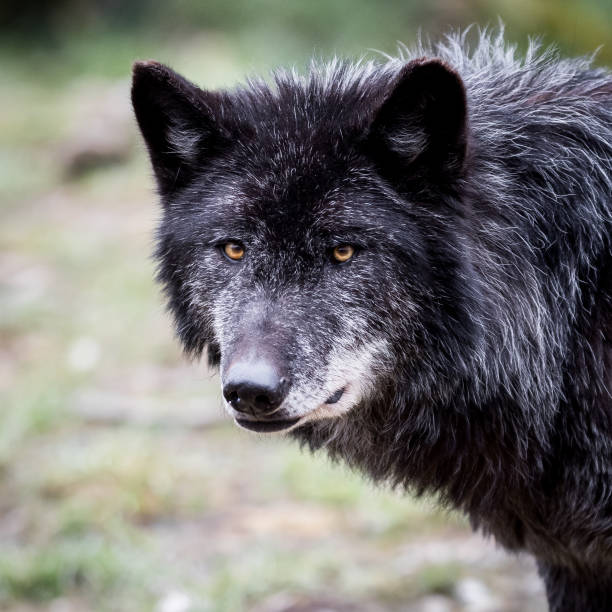 istock Portrait of black wolf in the forest 1168001042
