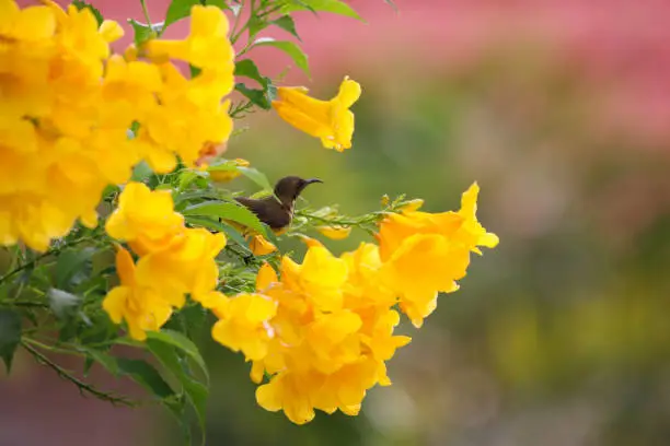 Sunbird holding on Yellow trumpet-flower tree in summer