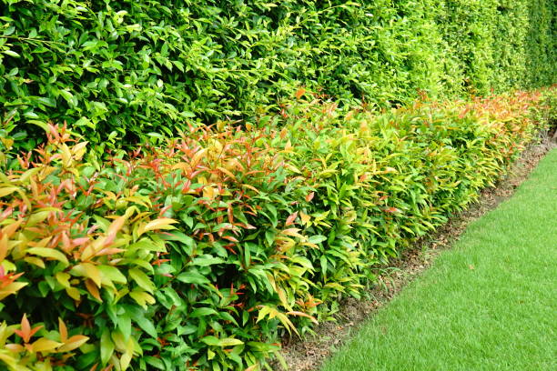 istock Abstract green leaves natural wall 1168001130