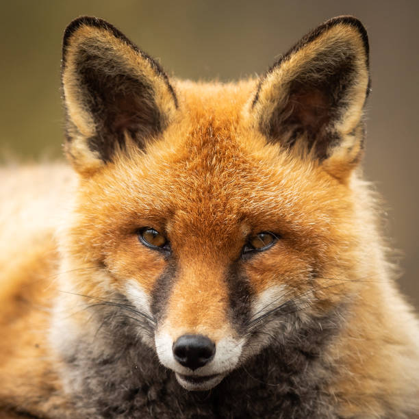 istock Portrait of red fox in the forest 1168001140