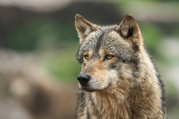 istock Portrait of grey wolf in the forest 1168001168