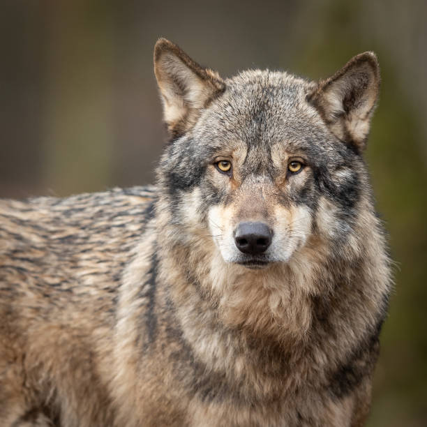 istock Portrait of grey wolf in the forest 1168001305