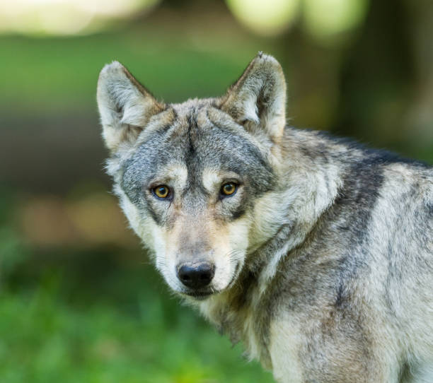 istock Portrait of grey wolf in the forest 1168001340