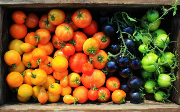 istock Freshly picked heirloom tomato harvest: pear shaped, beef heart, tigerella, brandywine, cherry, black, indigo rose, green. Organic produce at a Farmer's market 1168001435