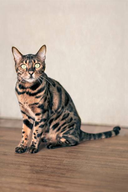 istock Cute bengal cat sitting and looking curious to the camera. vertical image with soft focus. 1168001474