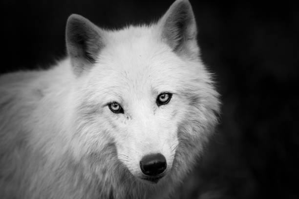 istock Portrait of white wolf in the forest 1168001504