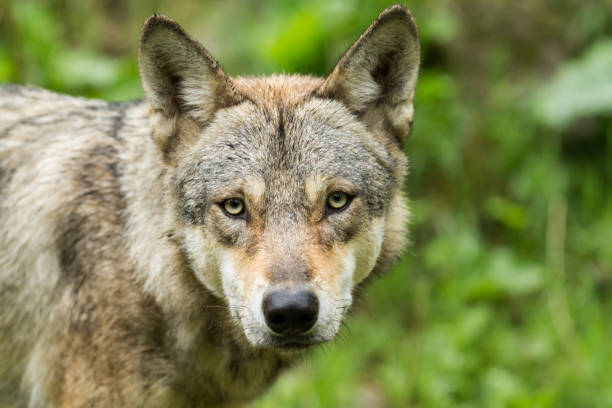 istock Portrait of grey wolf in the forest 1168001506