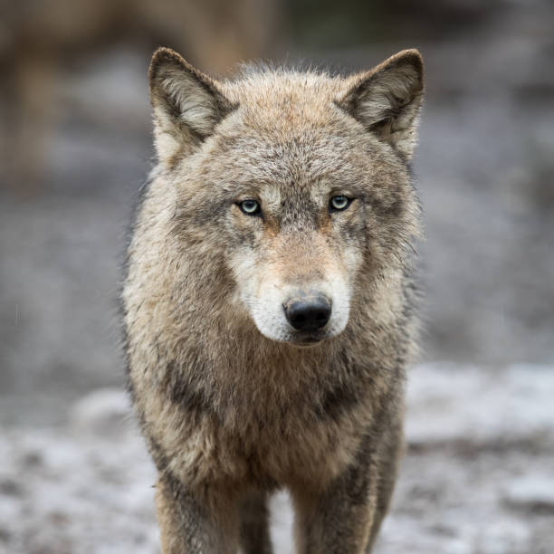 istock Portrait of grey wolf in the forest 1168001655