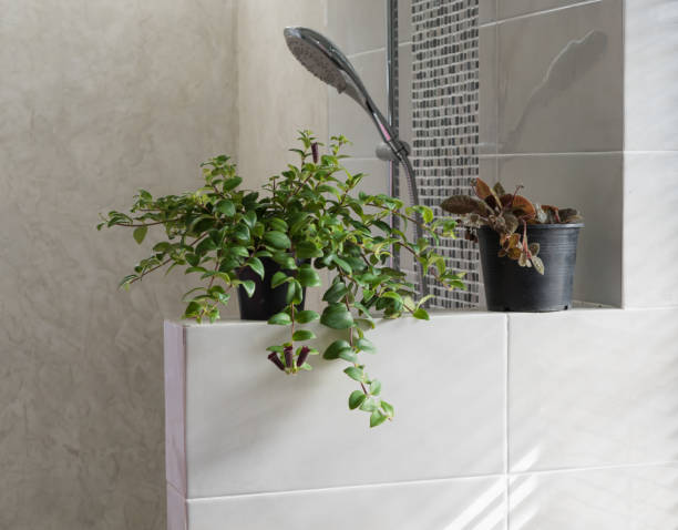 istock Modern bathroom interior with rain shower and flower pot decoration 1168001712