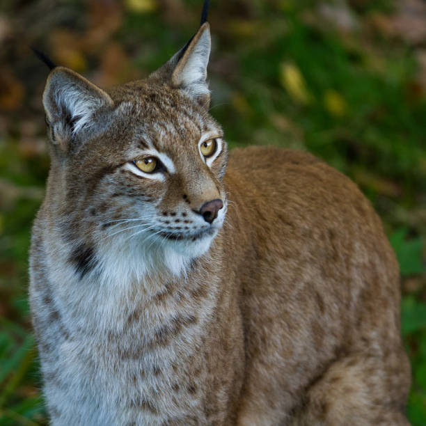 istock Portrait of lynx in the forest 1168001725