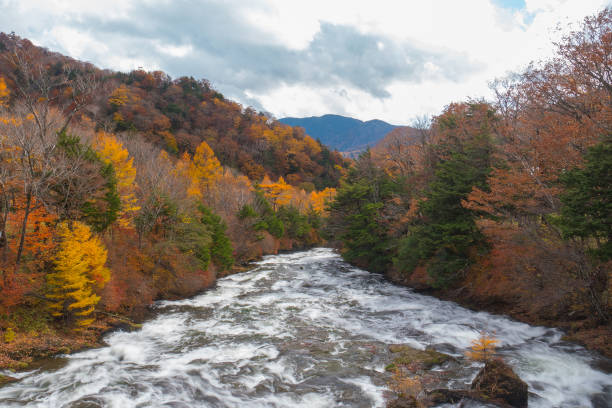 istock Forest river flows between autumn tree in colorful nature landscape 1168001769