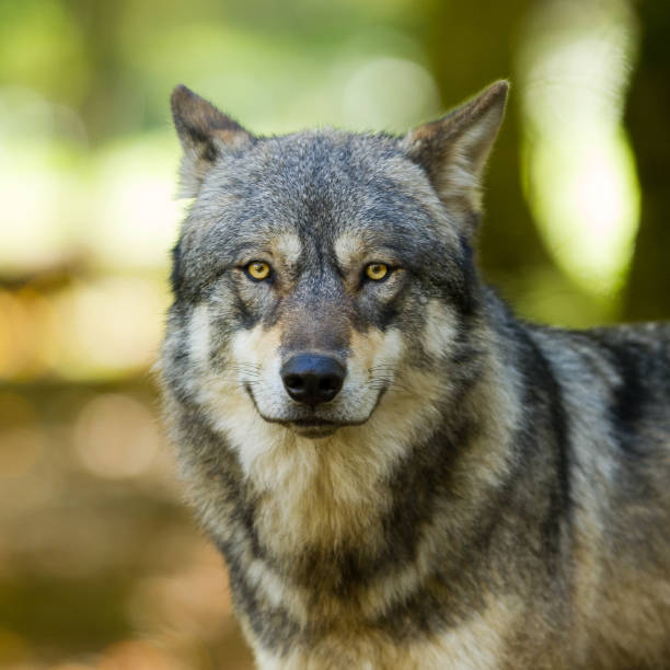 istock Portrait of grey wolf in the forest 1168002400